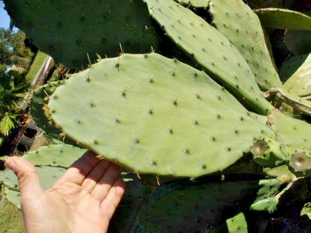 25 CAROLINA PRICKLY PEAR CACTUS SEEDS – Opuntia tunoidea