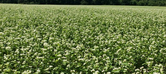 1 lb. Buckwheat Seed Food Plot Seed Ducks Geese Doves Quail Turkey Wildlife