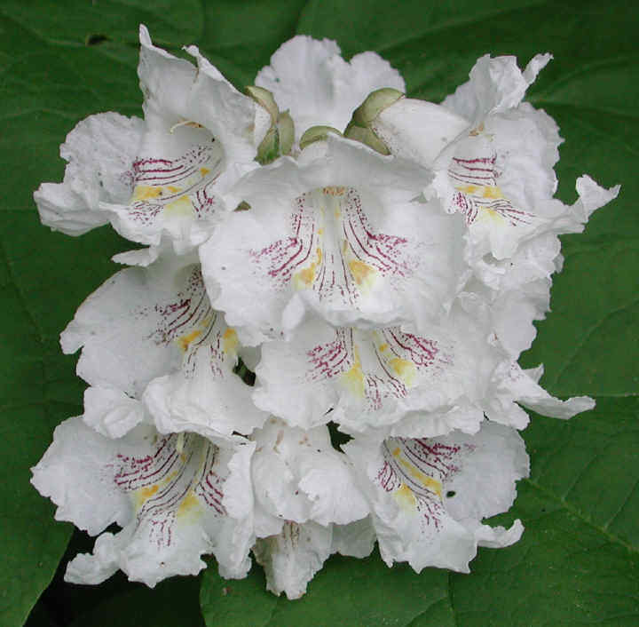 Catalpa speciosa , 2-3 year old , Northern catalpa, Cigar tree For Bonsai