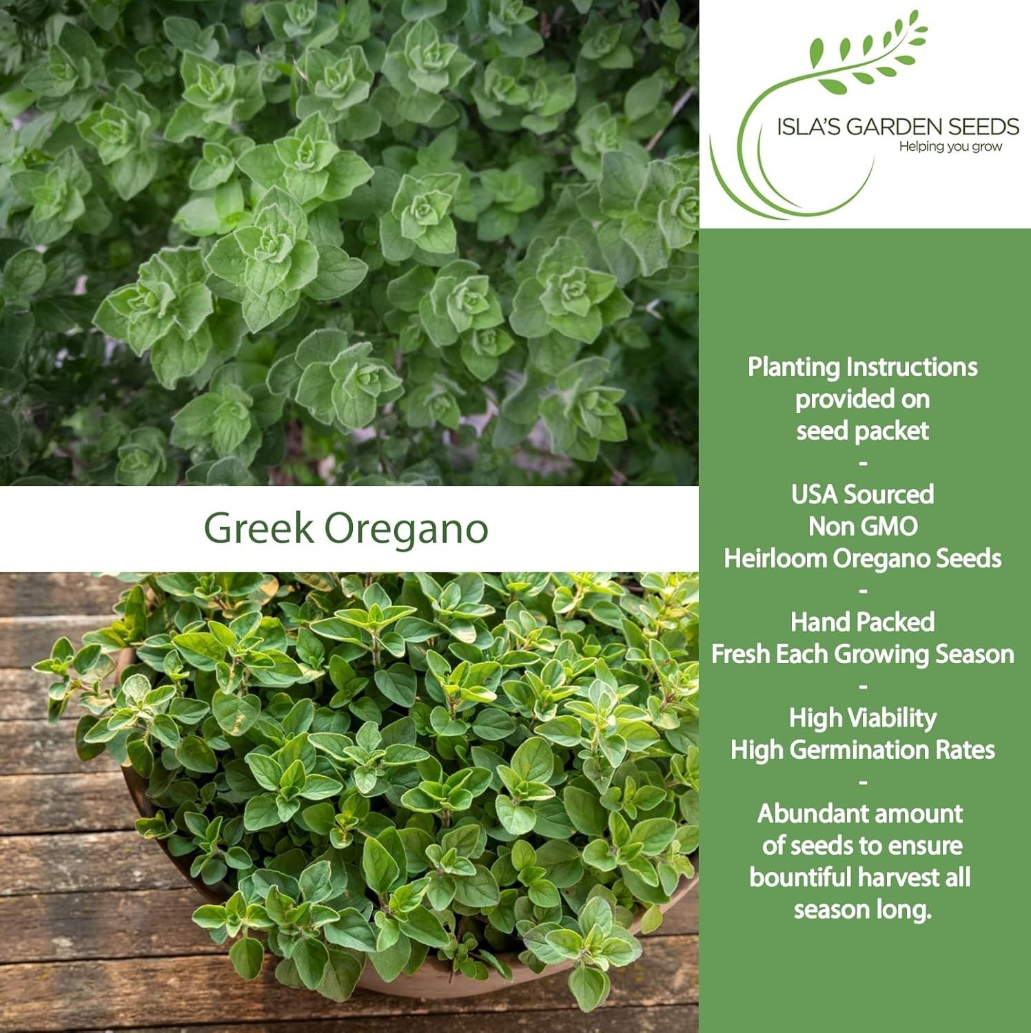 Origanum vulgare Greek Oregano Seeds – Compact, Bushy Growth, Kitchen Must-Have