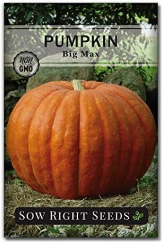 Big Max Pumpkin Seeds for Planting – Non-GMO Heirloom Packet with Instructions t