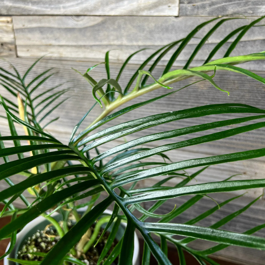 Philodendron Tortum Plant – 6-8″ Tall – Philodendron tortum – Rare Tropical Hous