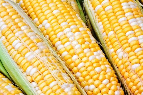 Sweet Corn Seed: Serendipity Sweet Corn Seeds. Fresh Seed FREE SHIP!!!!!