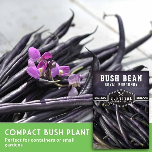 Royal Burgundy Bush Bean Seeds for Planting – Plant & Grow Stringless Purple 3