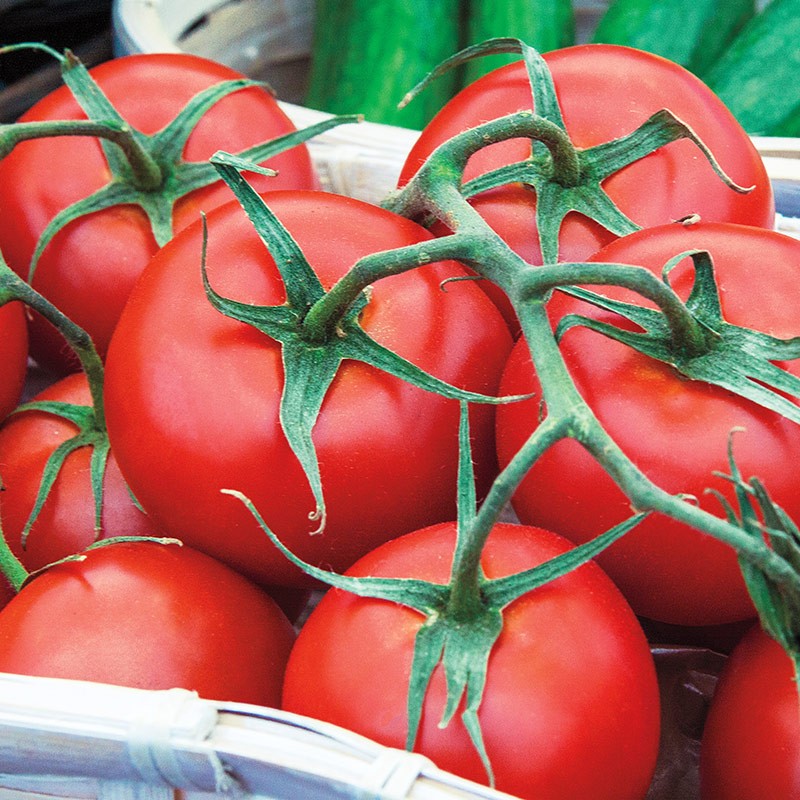 Early Girl Plus Tomato: 10 Seeds