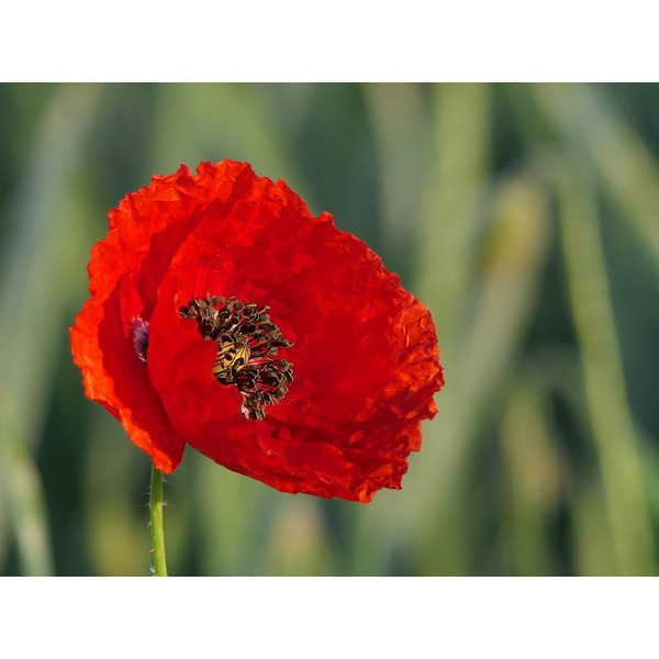 Poppy Shirley Mixed Seeds – Stunning Variety of 40 Seeds for Vibrant Garden