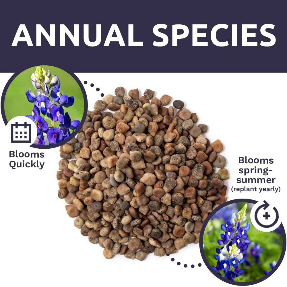 Texas Bluebonnet Wildflower Seeds – 1/4 lb Bulk, 4000+ Native Seeds, State Flowe