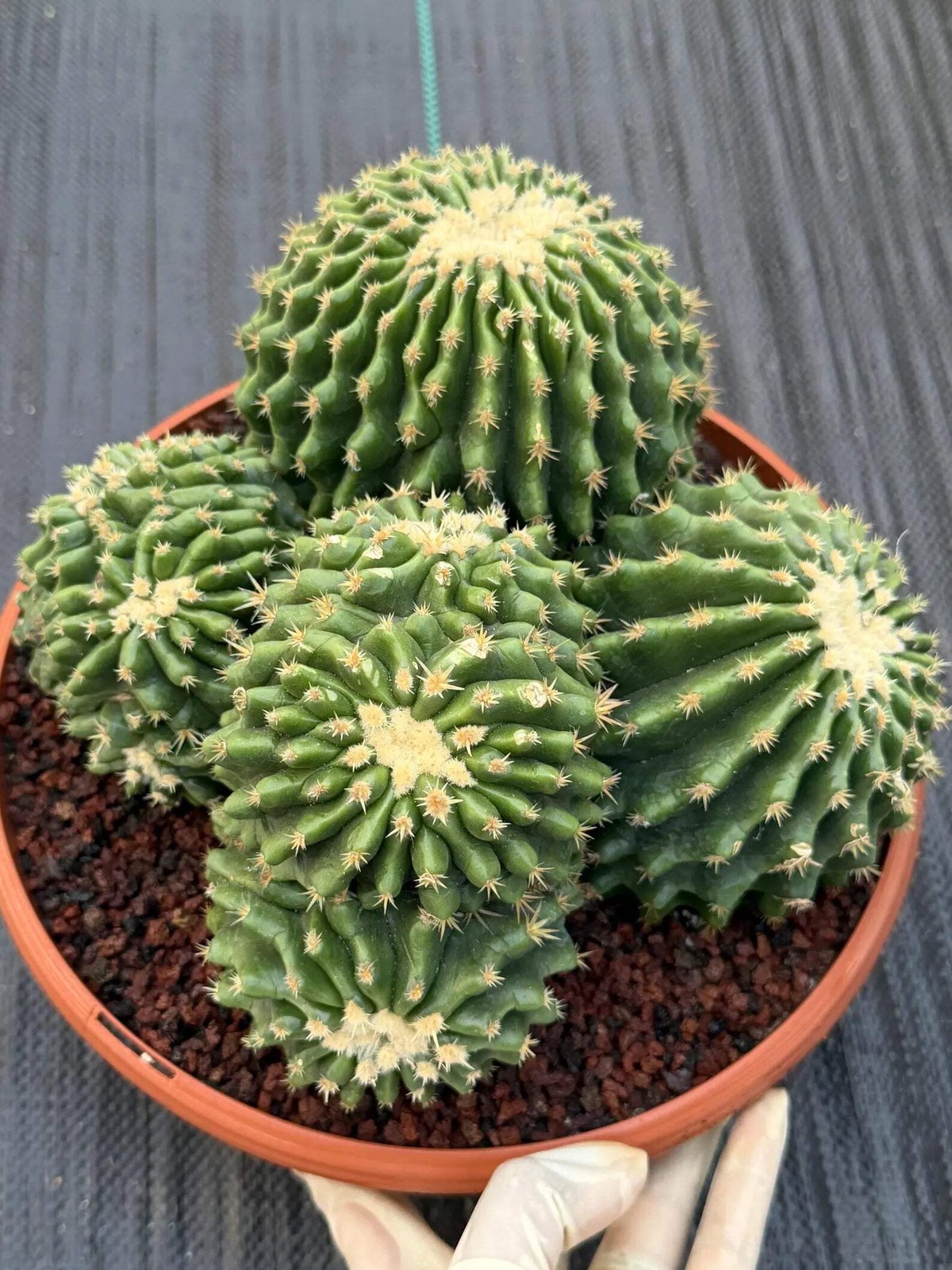 Crested Echinocactus Grusonii Inermis | Rare Short Spine Cluster Live Cactus