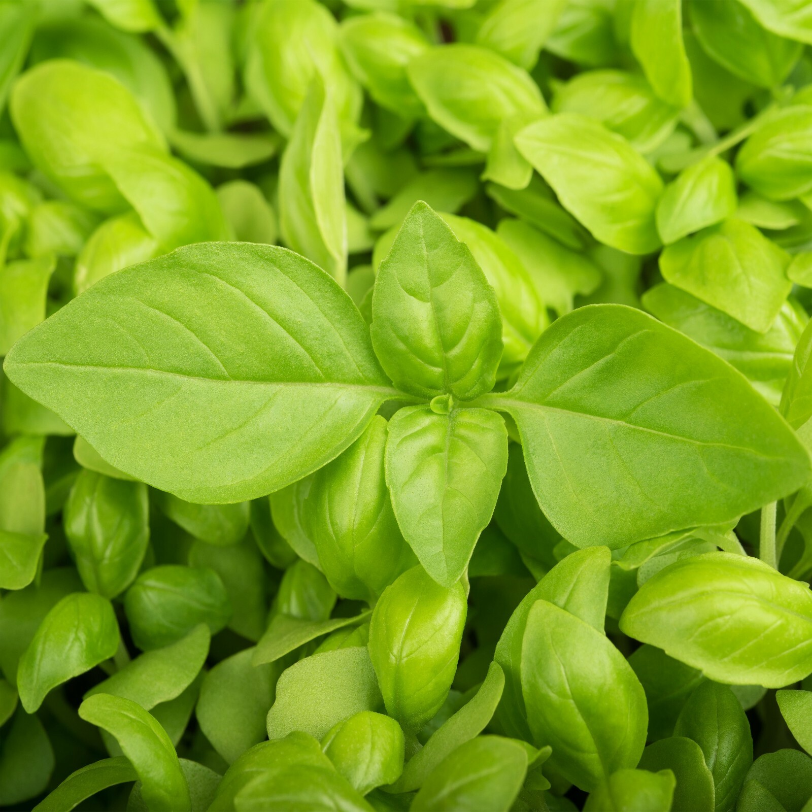 150 LEMON BASIL HERB SEEDS FRESH HARVEST FOR 2024 GARDENS