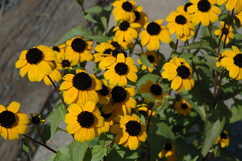 201+BROWN EYED SUSAN Seeds Branched Coneflower Perennial Native Wildflower Bushy