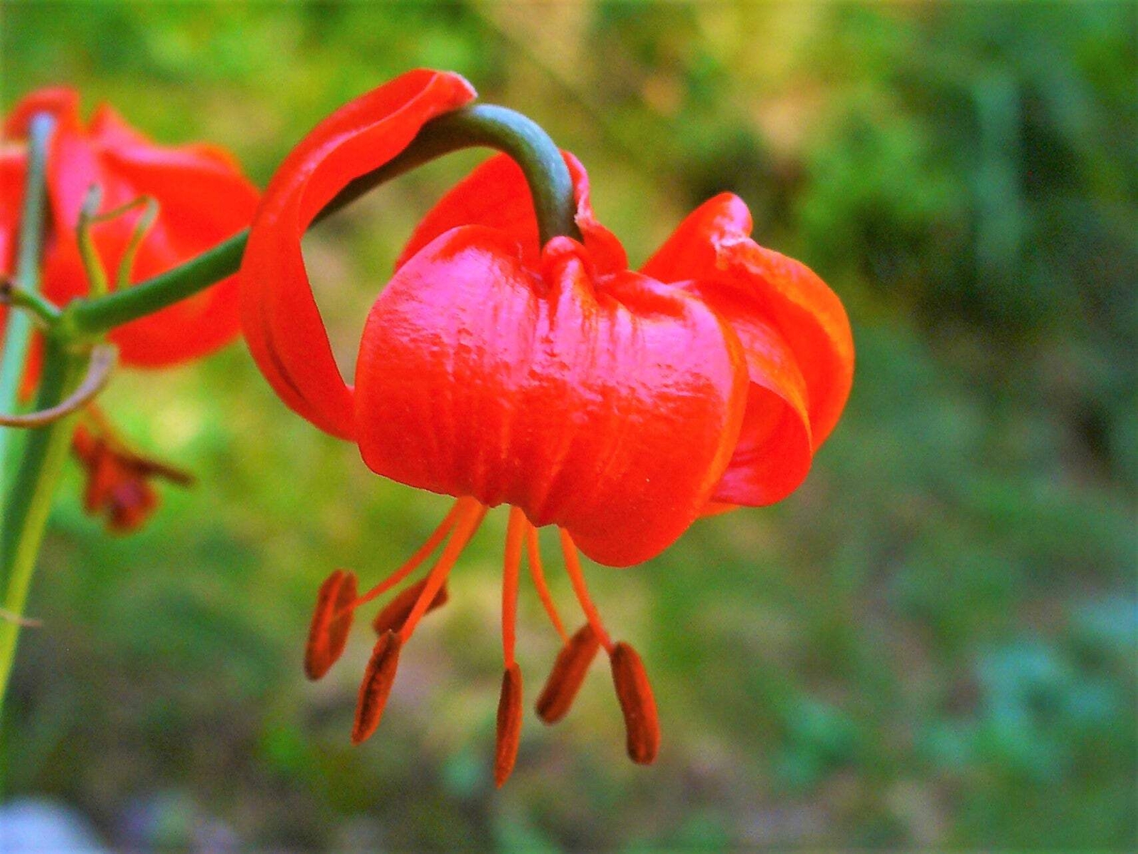 10 CORAL LILY Siberian Turk’s Cap Lilium Pumilum Coral Red Fragrant Flower Seeds