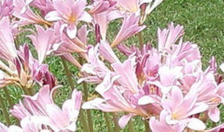 💗 Naked Ladies Pink – Lot of 5 Lycoris squamigera Surprise / Resurrection Lily