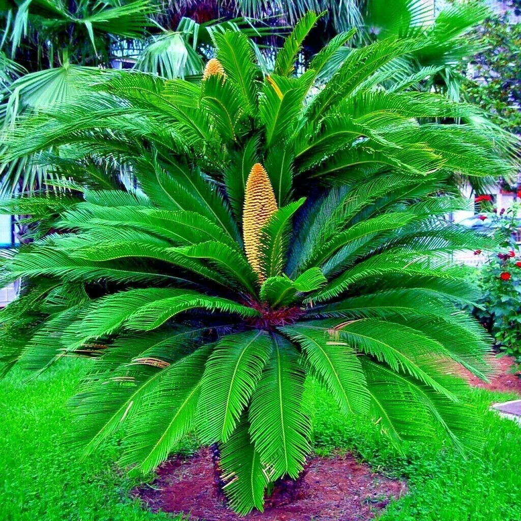 King Sago Palm Seeds (Cycas Revoluta) Rare Tropical Prehistoric Cycad Hardy-8