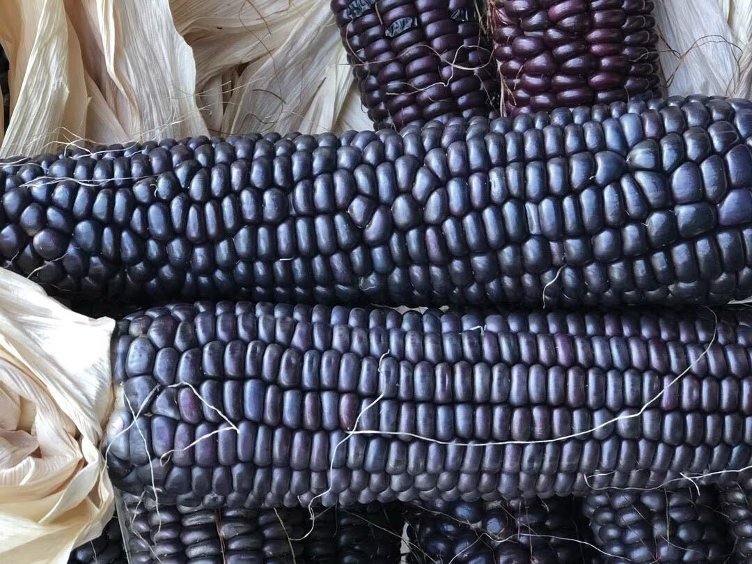 Ornamental Corn Seed: Blue Hopi Ornamental Corn Seeds. Fresh Seed FREE Ship