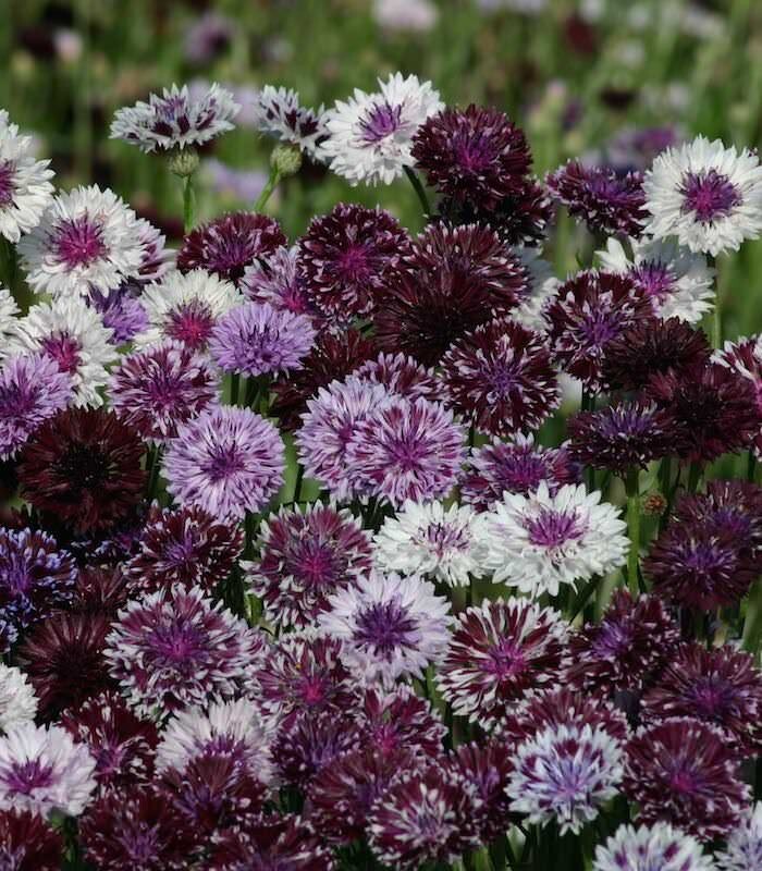 50 Classic Magic Bachelor’s Button Seeds Annual Seed Flower Flowers 757 USA