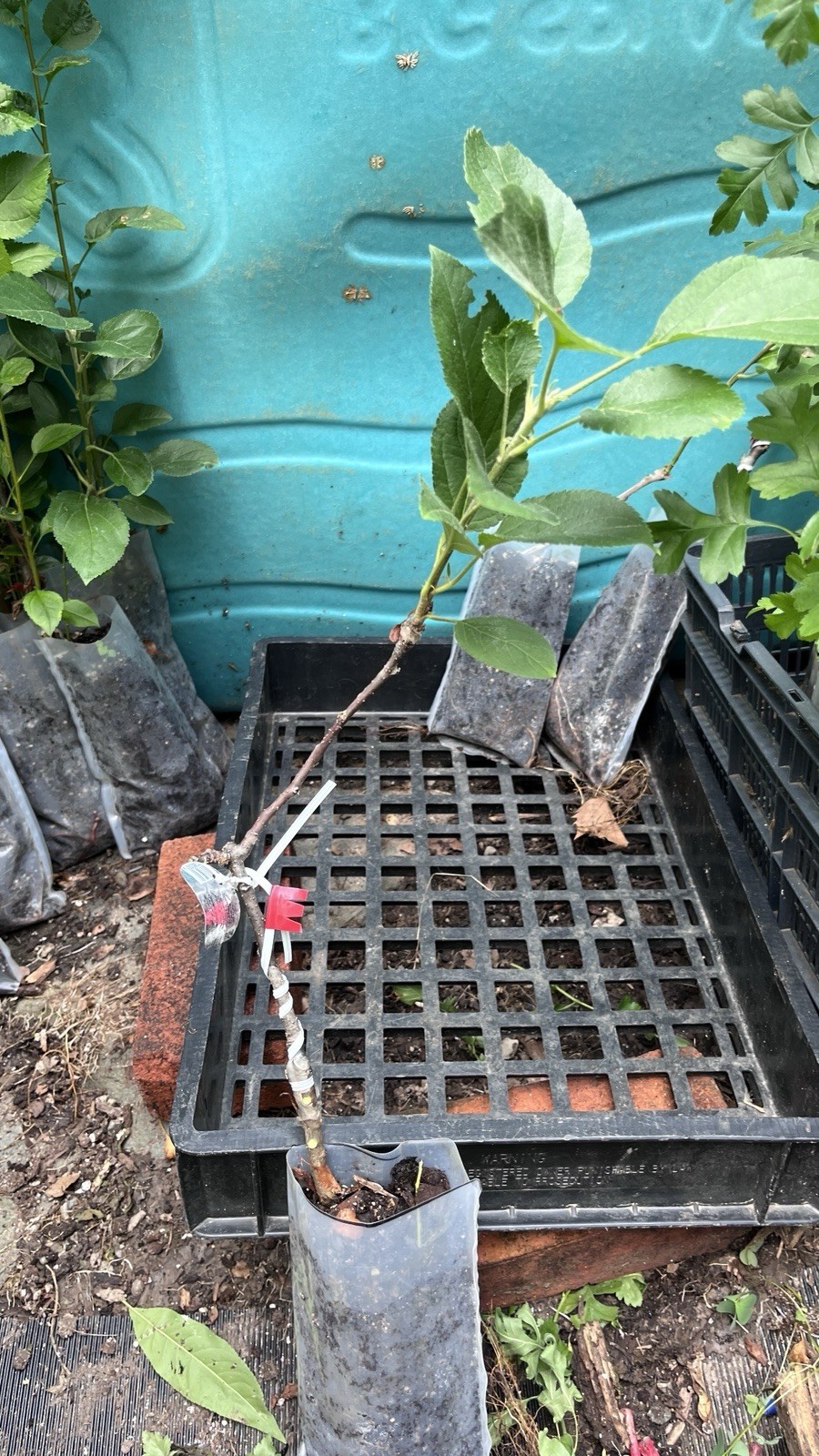 10-16” tall Ruby Apple tree, grafted, roots wrapped in wet media 1 year old