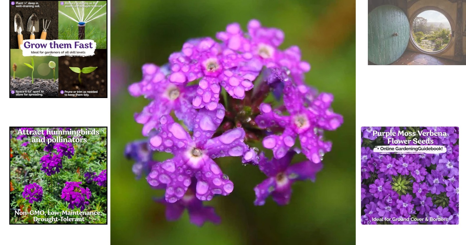 Perennial Purple Moss Verbena Seeds – 1000 Count for Stunning Ground Cover