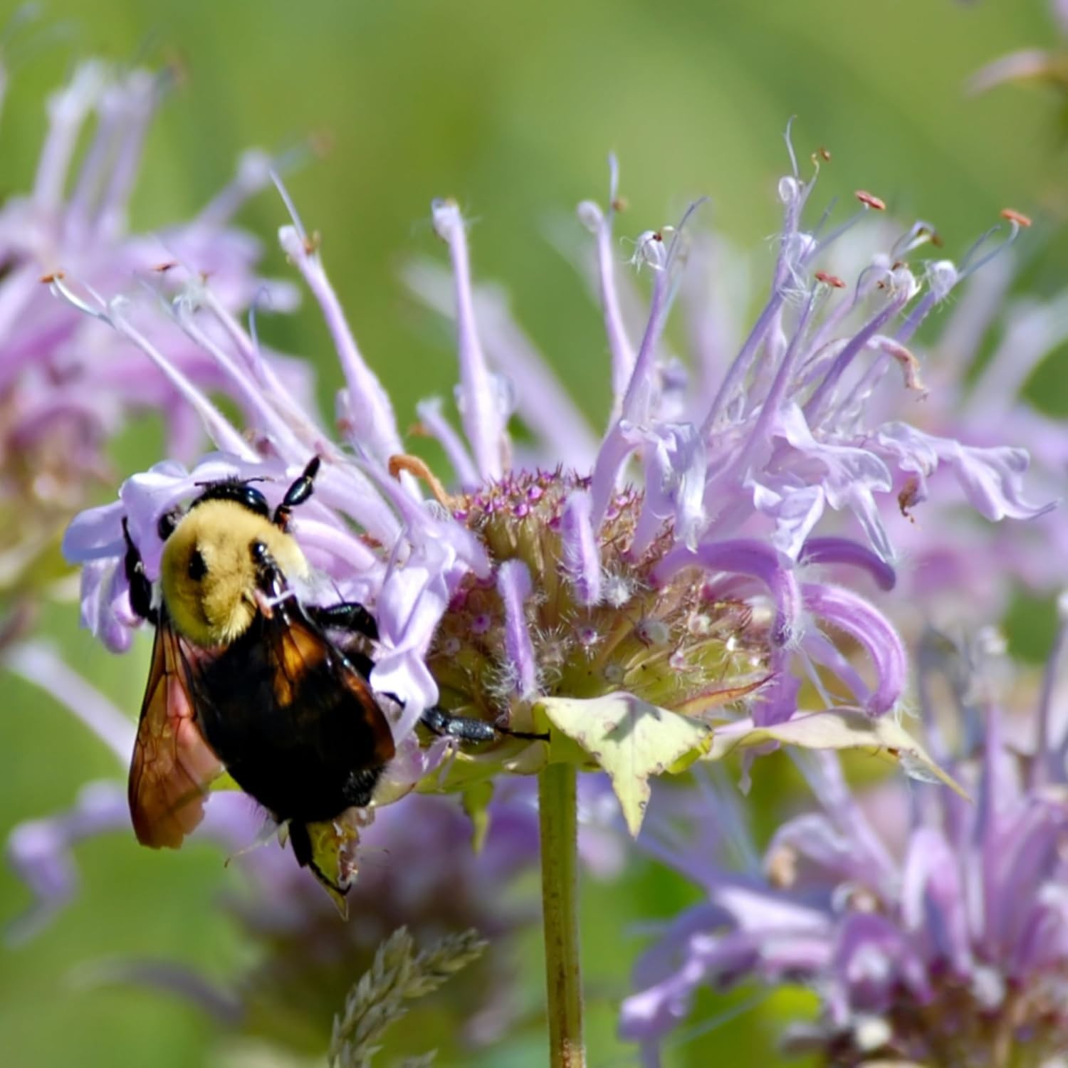 Bee Balm Seeds