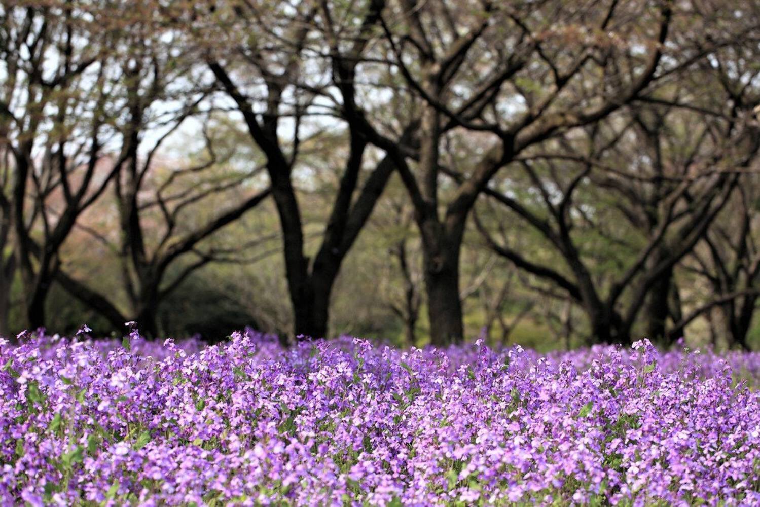 500 Purple FEBRUARY ORCHID Violet Cress Orychophragmus Flower Vegetable Seeds