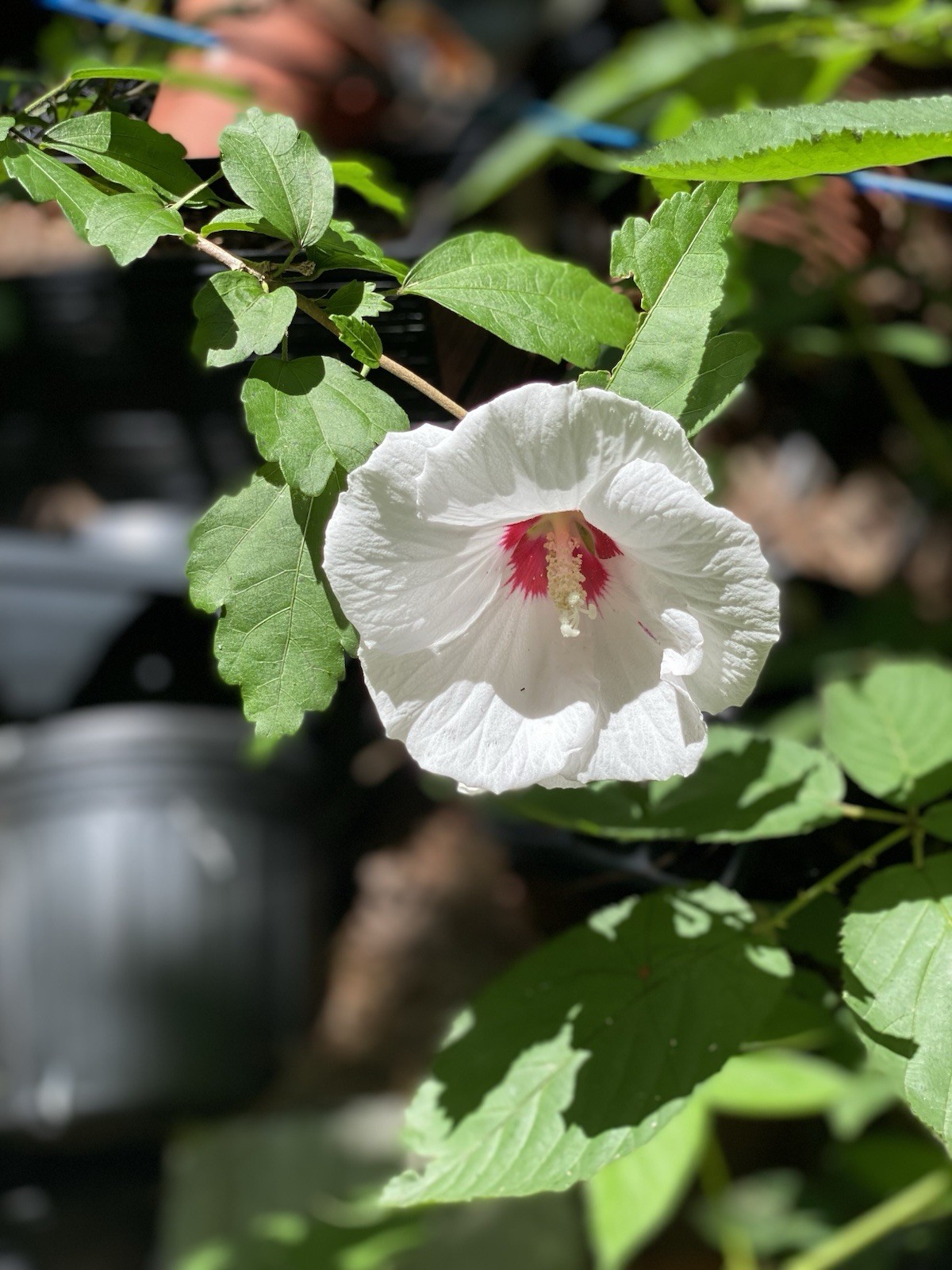 Red Heart White Rose of Sharon Seeds (Hibiscus syriacus) Hibiscus Tree/Shrub