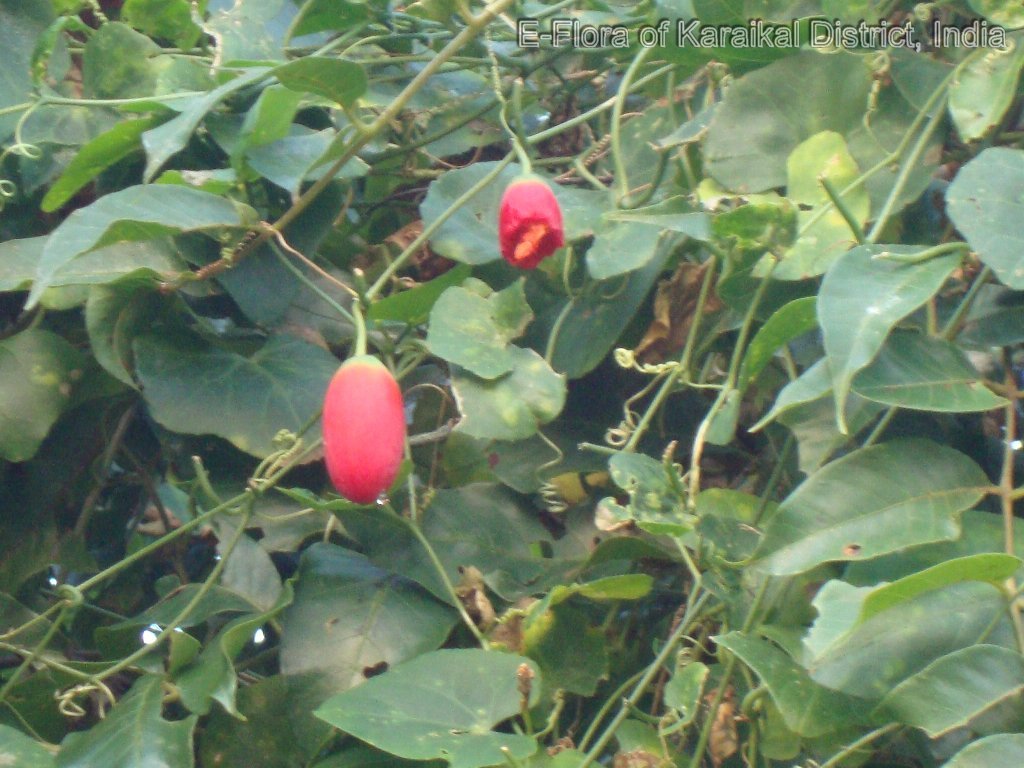 ~IVY GOURD~ Coccinia Grandis Scarlet Gourd Tindora Tropical Vine 30 Fresh Seeds