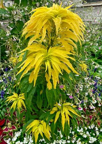 Amaranthus tricolor | Yellow | Aurora | 100 Seeds