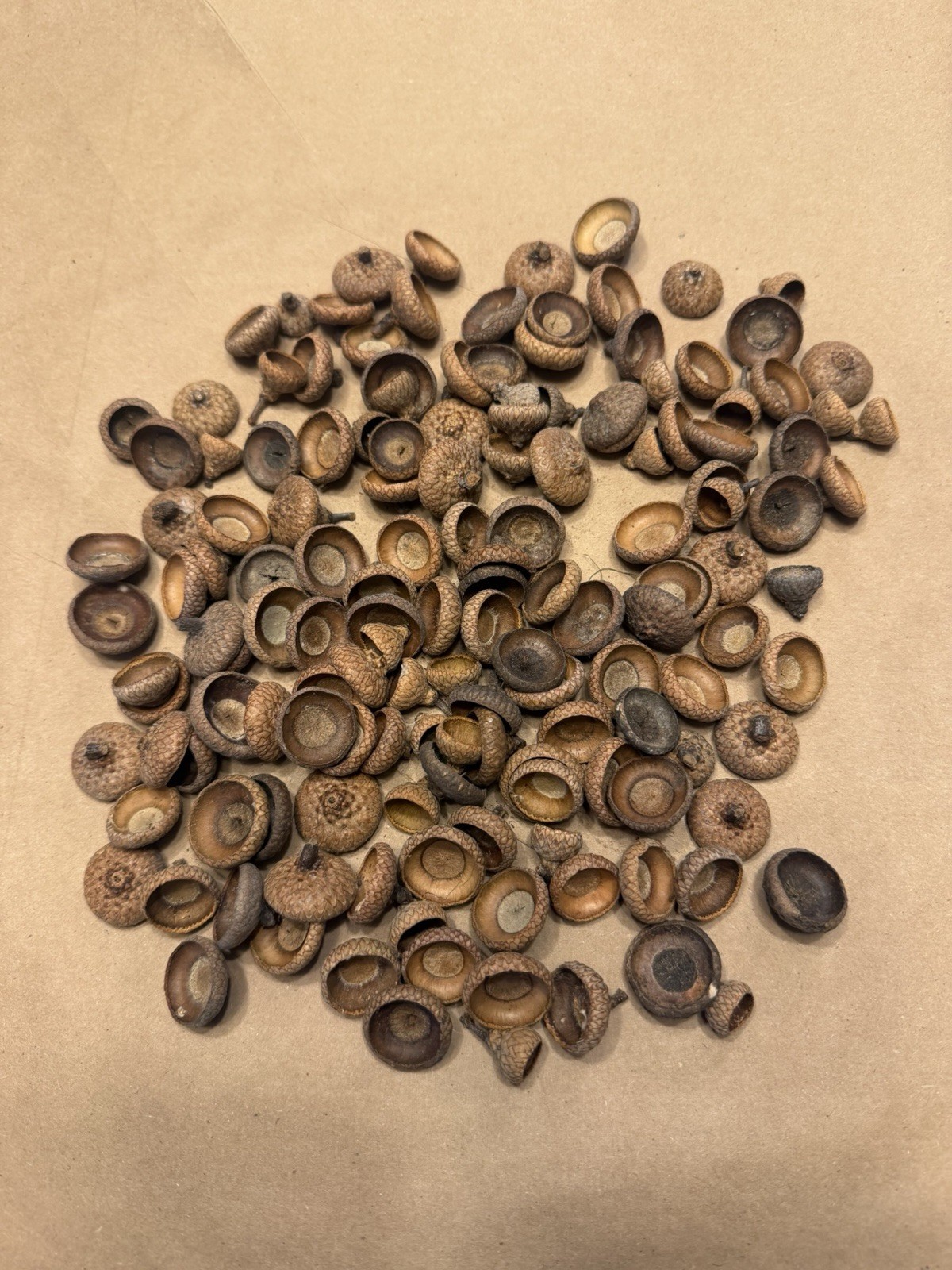 150 Michigan Northern Red Oak Tree Acorn Caps Tops Fall Decoration Decor Double