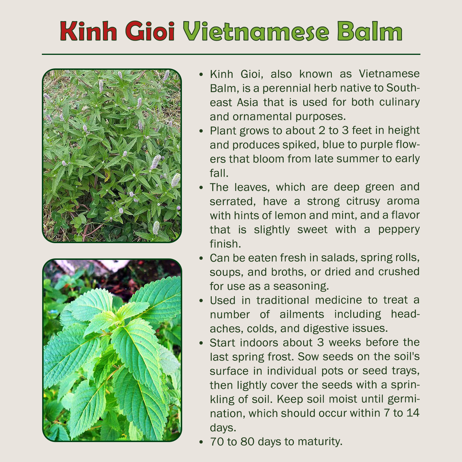 500+ Kinh Gioi Seeds, Elsholtzia ciliata, Vietnamese Balm, Non-GMO, Genuine USA