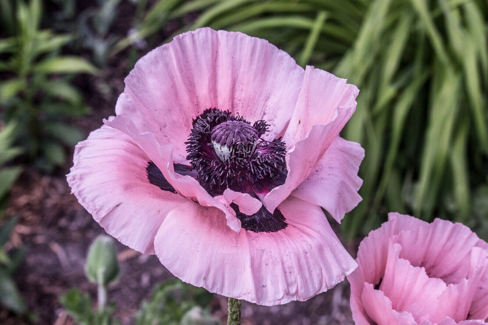 Poppy Seeds HUNGARIAN BREADSEED Purple Huge Pods Garden Delight 20000 Seeds!