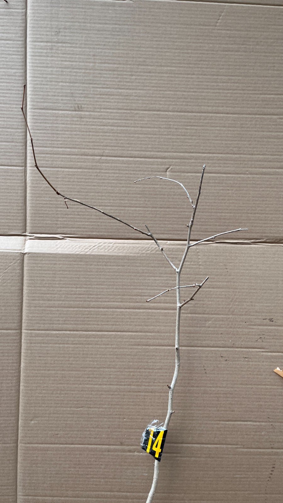 Ginkgo #14, exact plant, 4 years old. Shipped with roots wrapped. No soil.
