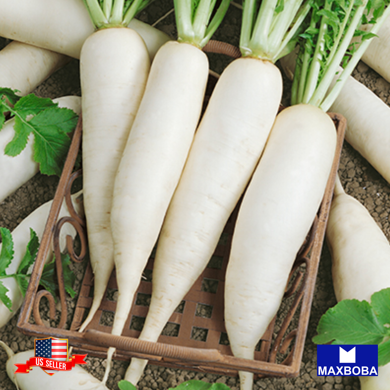 Radish Seeds Cover Crop Daikon Minowase (Organic) Non-GMO