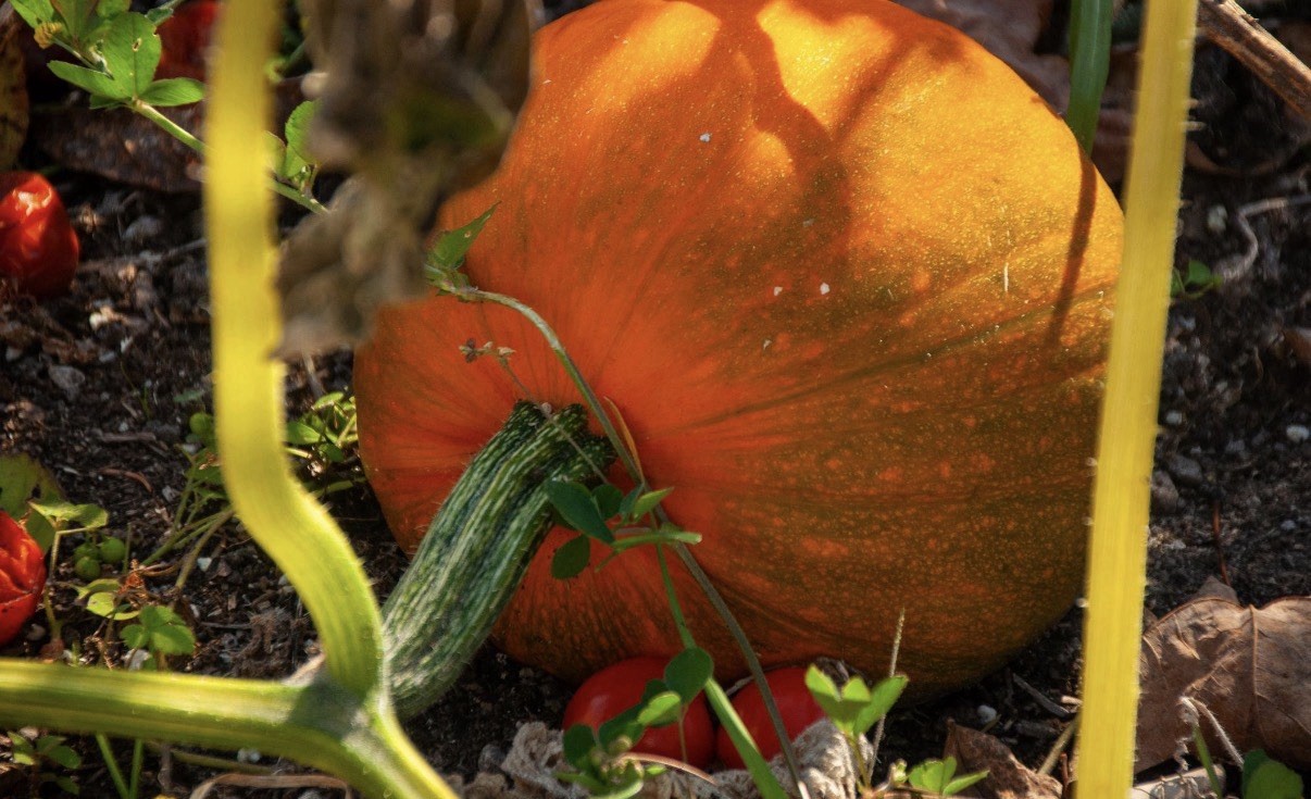 Stangar Fall Pumpkin Seeds NonGMO