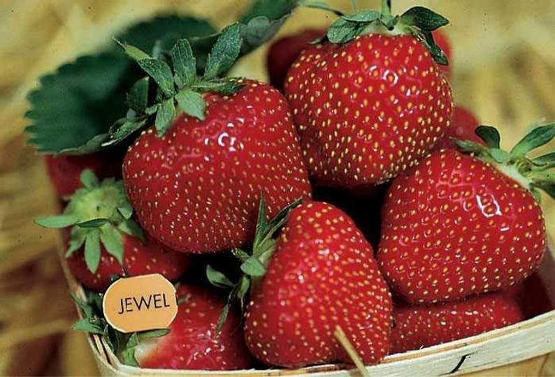 24 Strawberry Plants ” Jewel”-Superb Quality (Pack of 24 Bare Root)Zones: 4-9