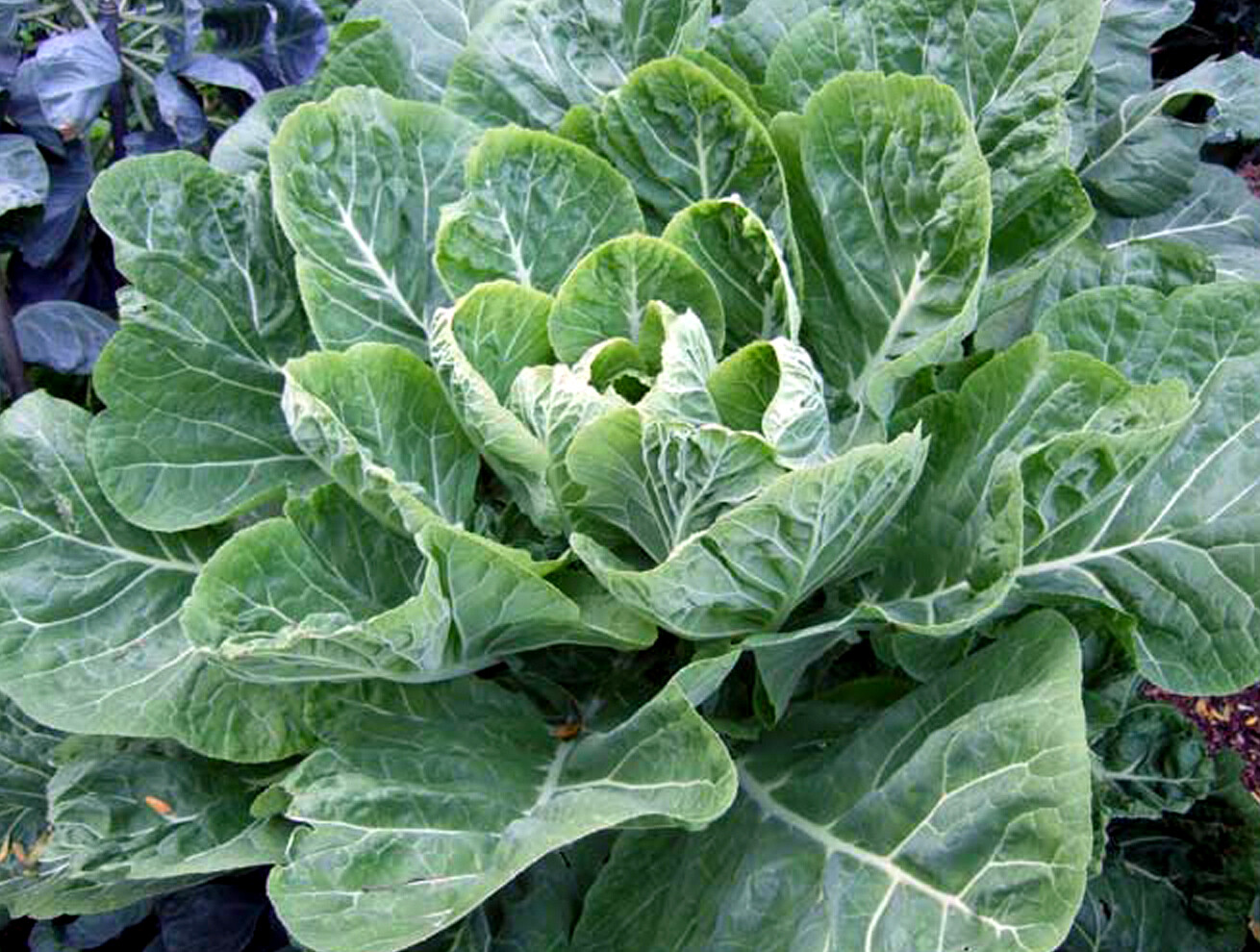 Collard Seeds, Champion, Heirloom Collards, Bulk Seeds, Collard Greens, 500ct