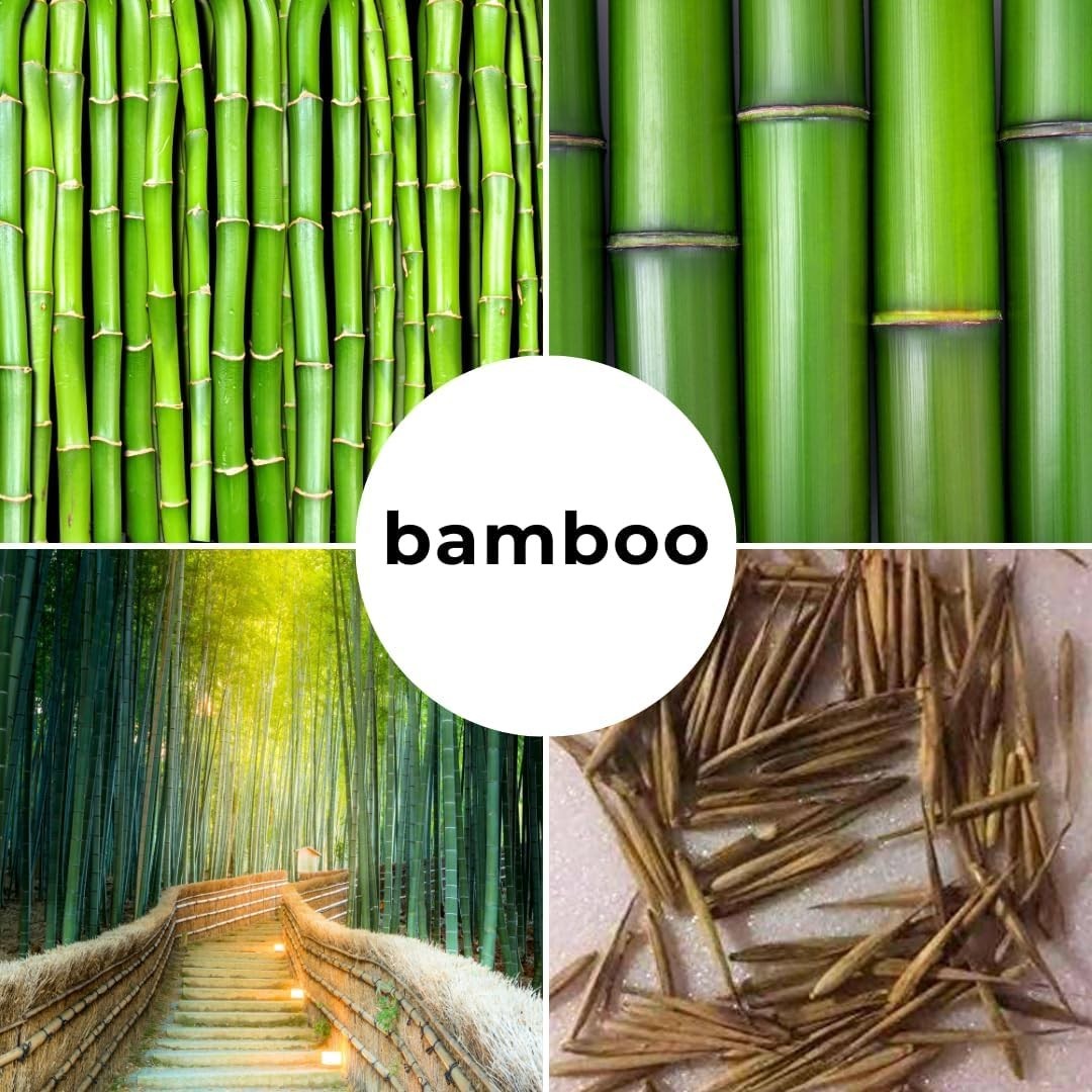 GMO-Free Giant Timber Bamboo Seeds – Perfect for Landscaping Indoors & Outdoors