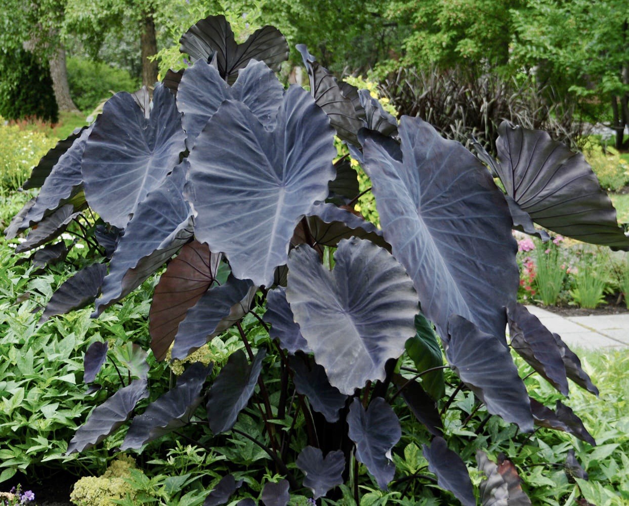 Colocasia Black Magic Seeds ~ Black Elephant Ear Plant ~Taro~Rare Exotic Plants