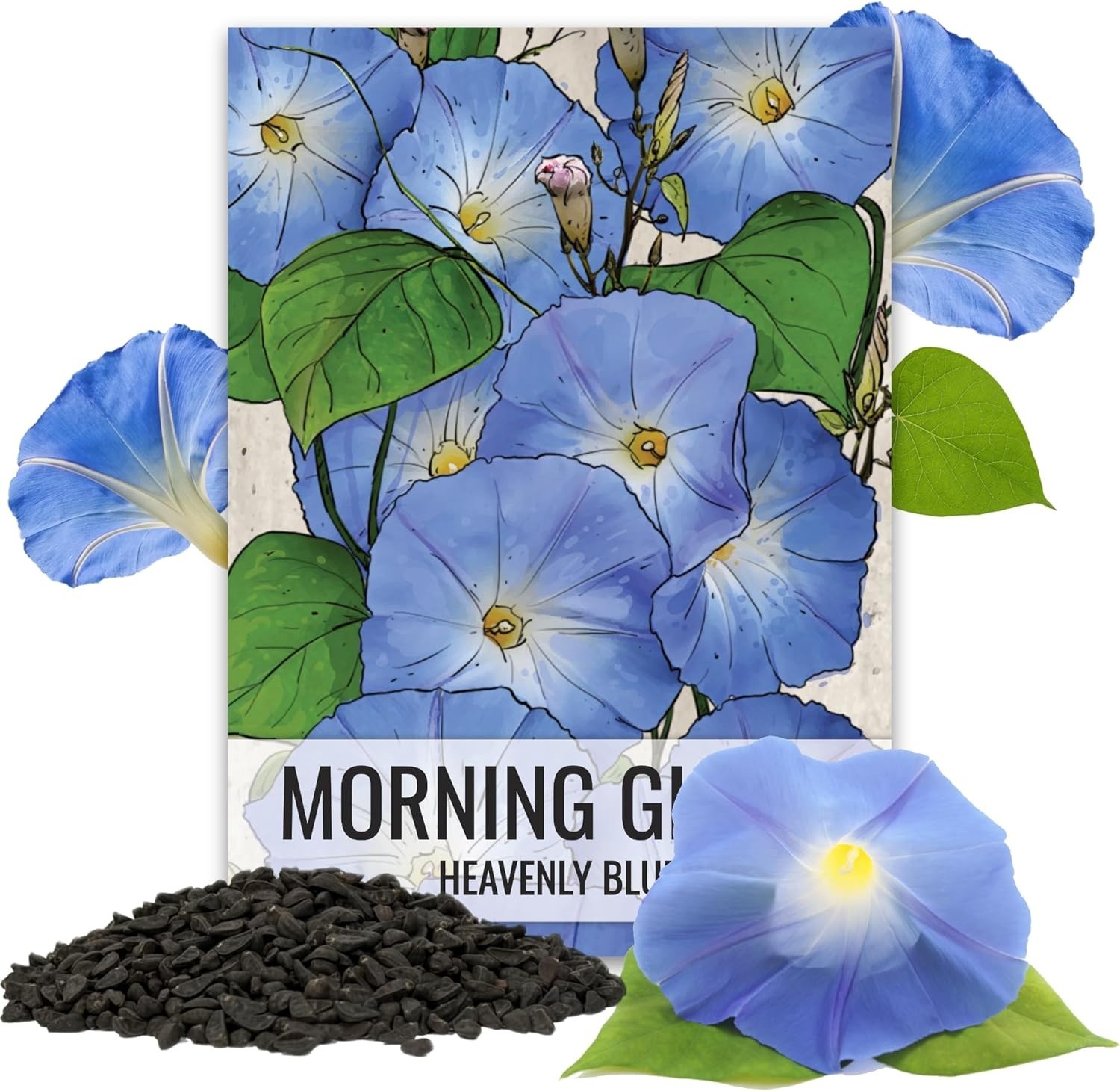 Heavenly Blue Morning Glory Seeds for Planting 1,000+ Heirloom Seeds Ipomoea