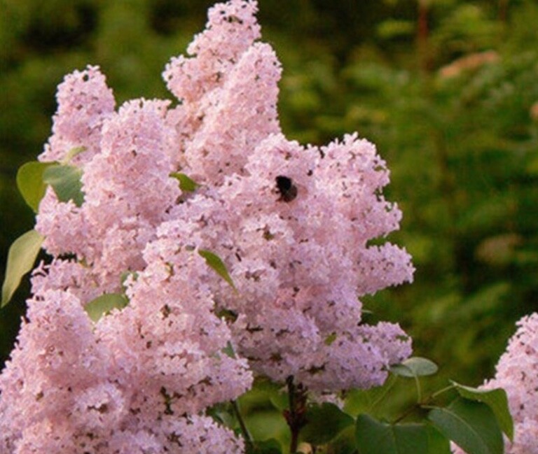 20 EXOTIC LILAC SEEDS for garden rare bloom flower plant bush USA SELLER USPS