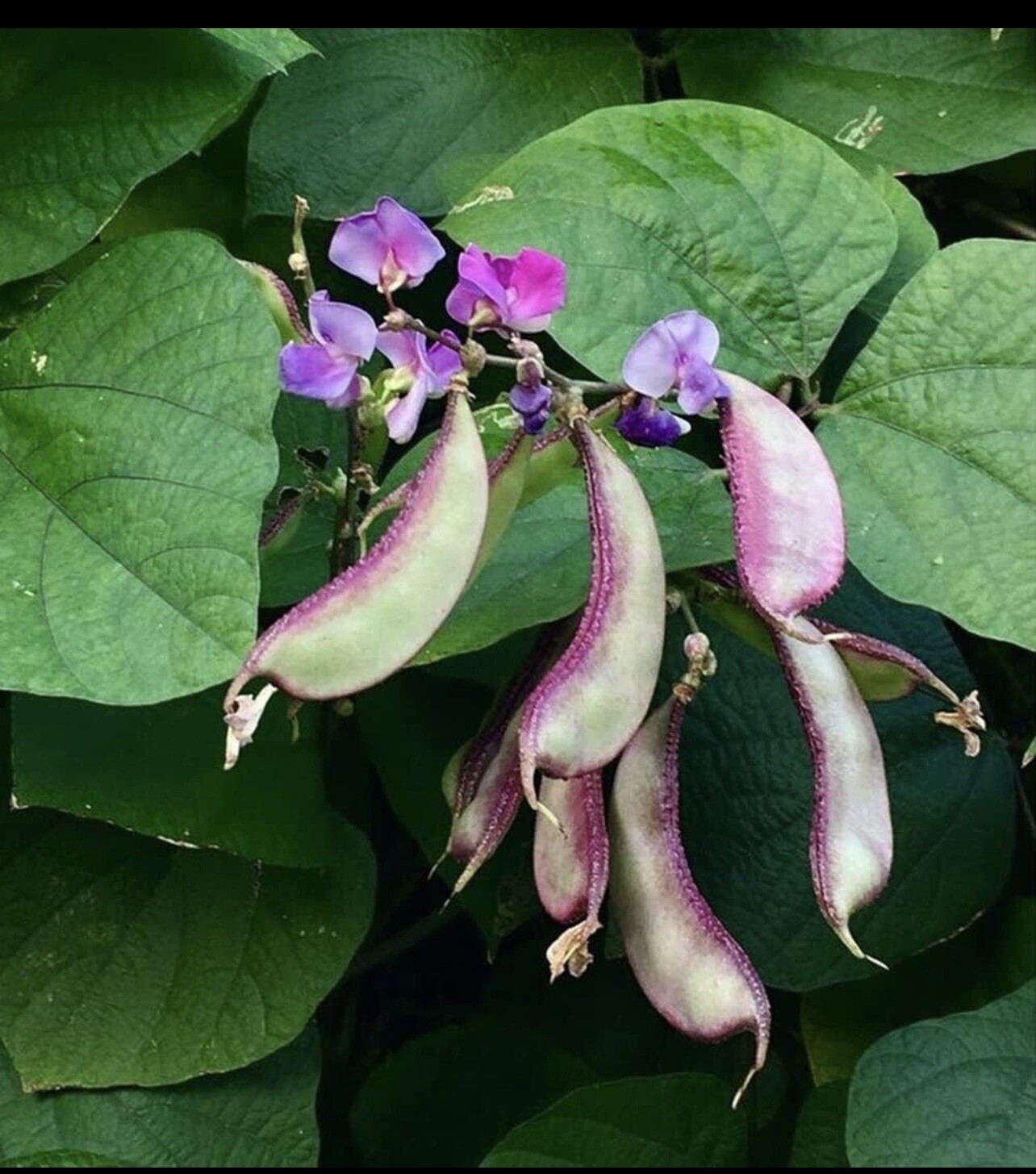 12 Asian organic Heirloom Green Hyacinth Bean with purple edge Seeds Vine