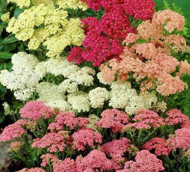 Yarrow COLORADO Mix Perennial Wildflower Xeriscaping Non-GMO 200 Seeds