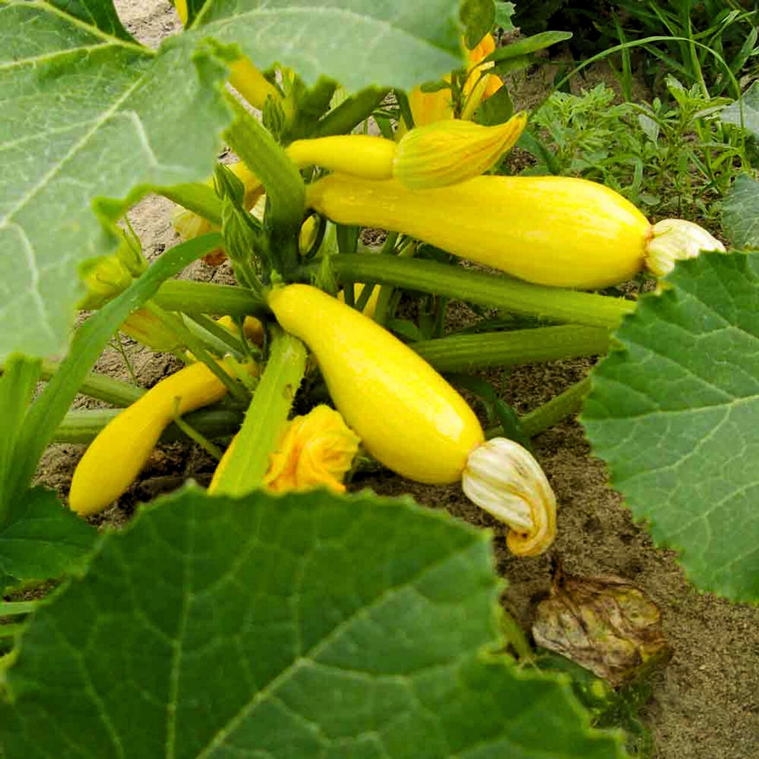 Fresh Golden Zucchini Seeds | Heirloom Non-GMO | Vegetable seeds