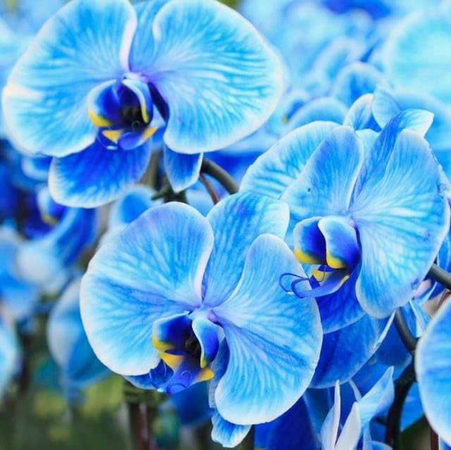 Rare Monkey Face Orchid Seeds 200 Count Organic Non-GMO Indoor Outdoor