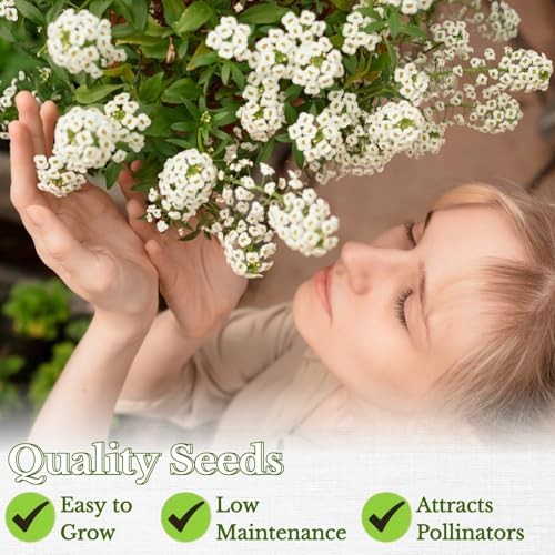 20,000+ White Sweet Alyssum Seeds for Planting – Pure White Carpet of Snow