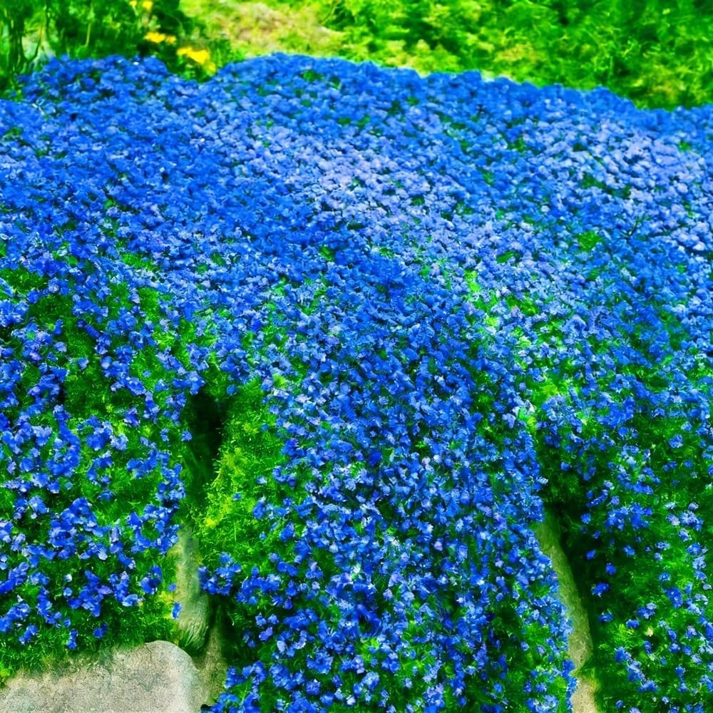 15000-21900+ Blue Creeping Thyme Seeds Ground Cover Blue Woolly Thyme Seeds Non-