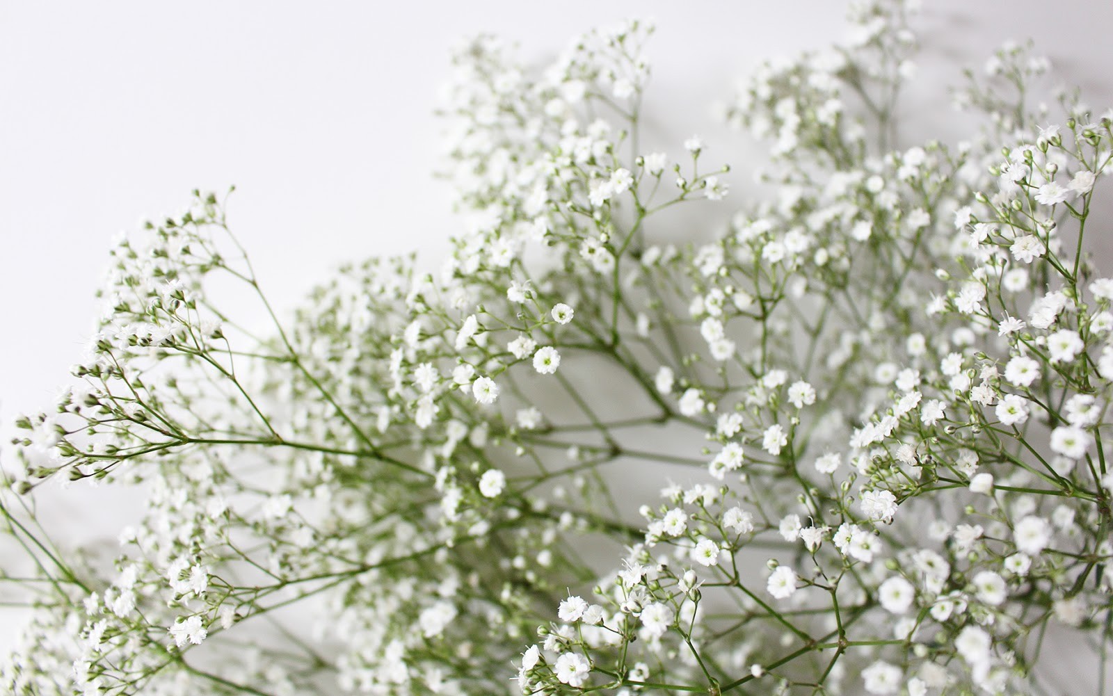 501+BABY’S BREATH Seeds Annual Cut Dried Flowers Summer Garden Patio Container