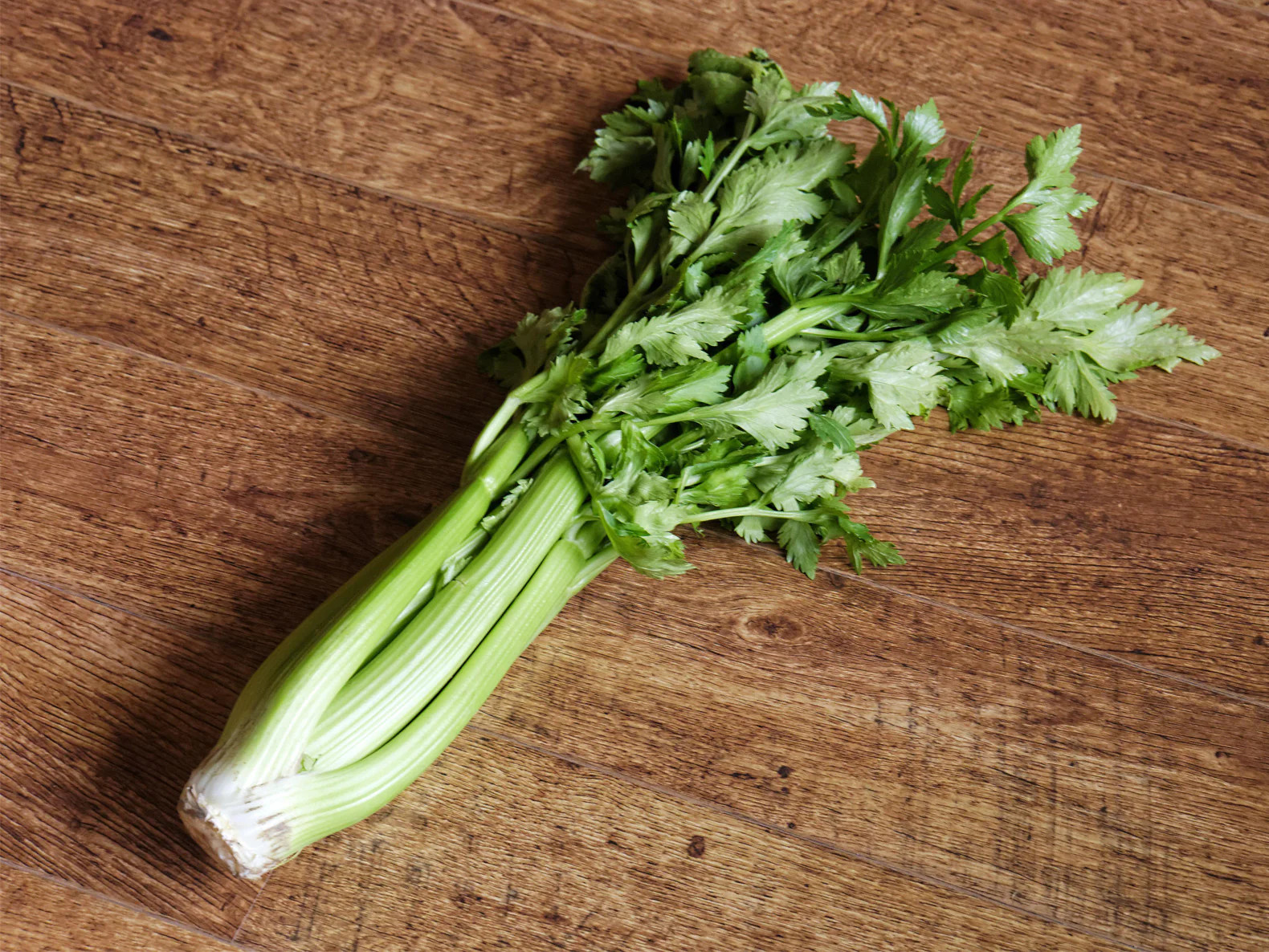 Tall Utah Celery Seeds | Apium graveolens Leaf Root Celeriac Vegetable Seed 2024