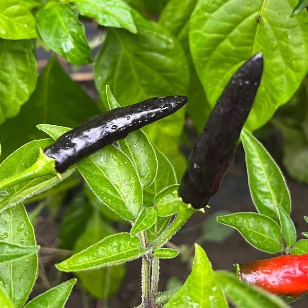 15 BLACK COBRA HOT PEPPER SEEDS