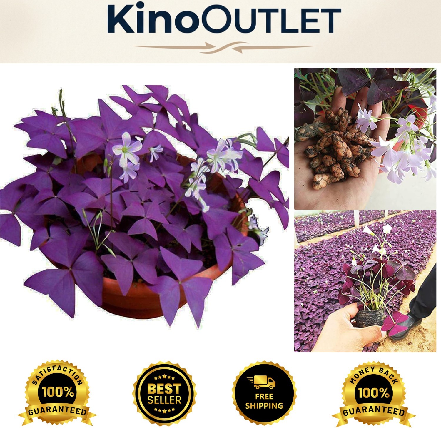Charming Purple Oxalis Triangularis Bulbs – 10 Lovely Bulbs for Energetic Spaces