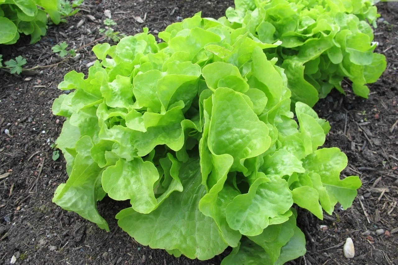 1000+ Oakleaf Leaf Lettuce Seeds ————————— Heirloom — Organic