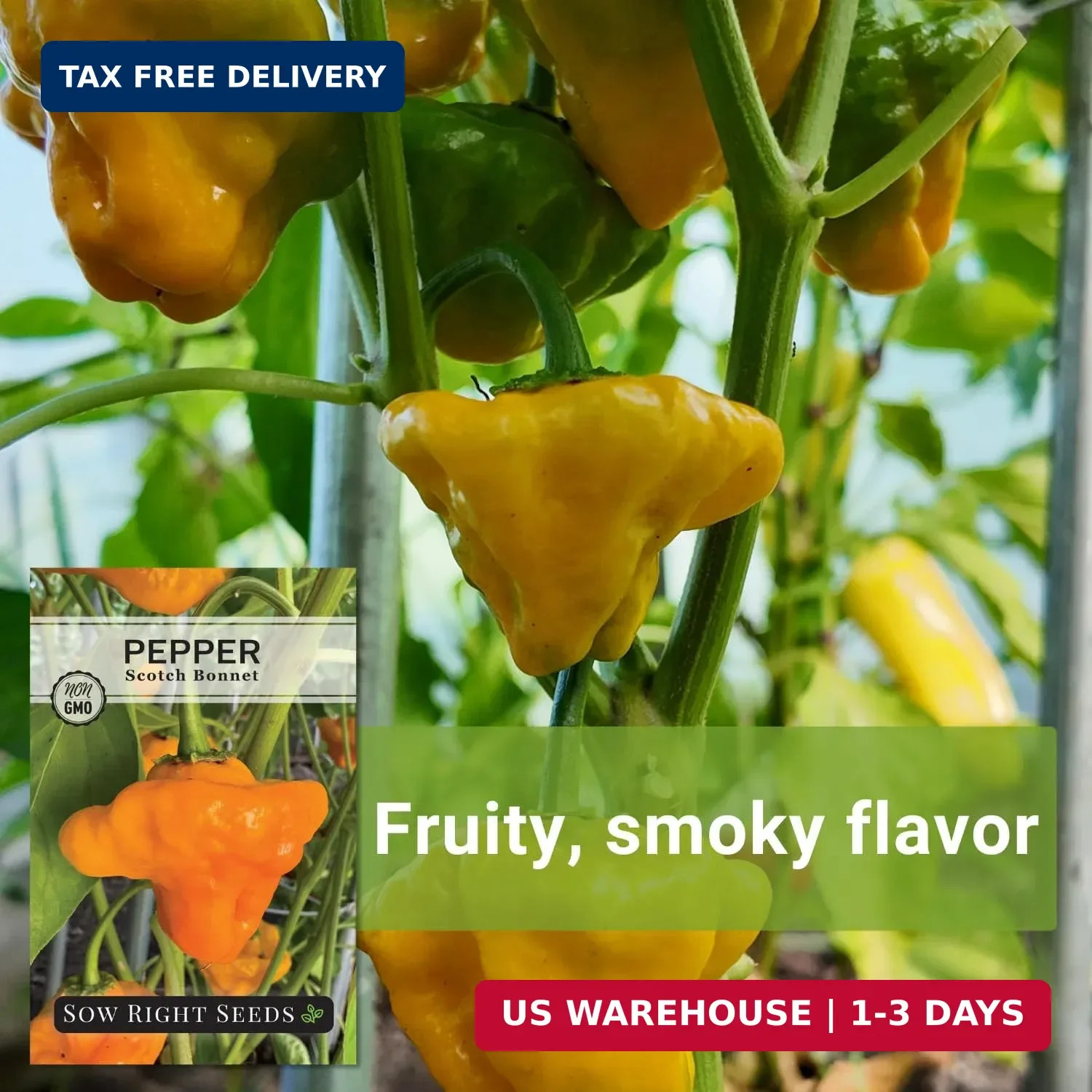 Sow Right Seeds – Scotch Bonnet Pepper Seeds for Planting – Hot Non-GMO Heirloom